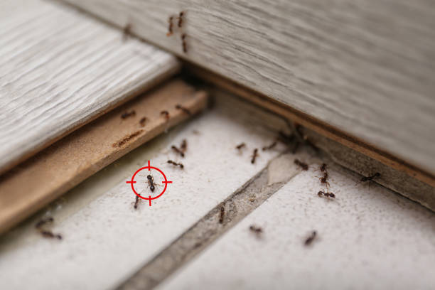 Best Pest Inspection Near Me  in Moundridge, KS