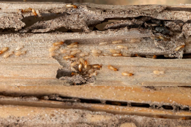Best Exterminator Services  in Moundridge, KS